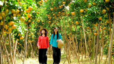 Top 10 Vườn Trái Cây nổi tiếng ở Bến Tre