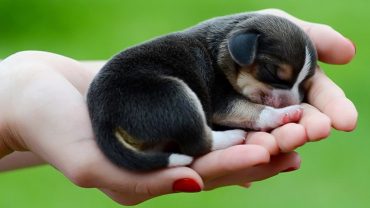 cách chăm sóc chó con mới tách mẹ