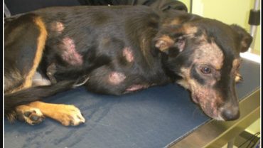 cách trị xà mâu cho chó