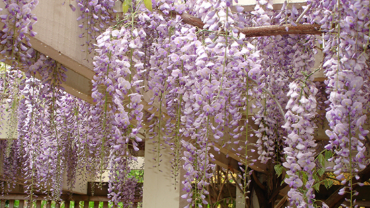 các loại hoa dễ trồng nở quanh năm