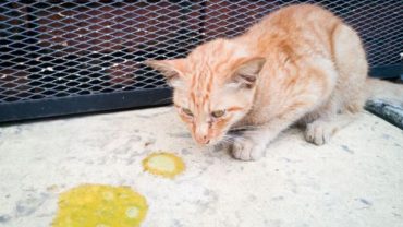 cách chữa mèo bị tiêu chảy tại nhà