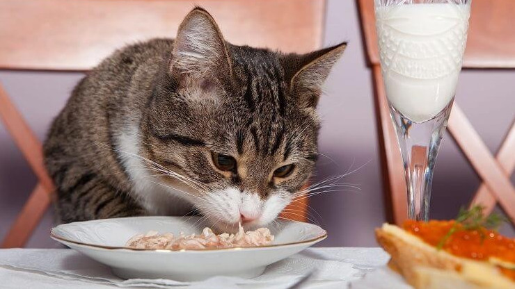 chế độ ăn cho mèo khi bị tiêu chảy