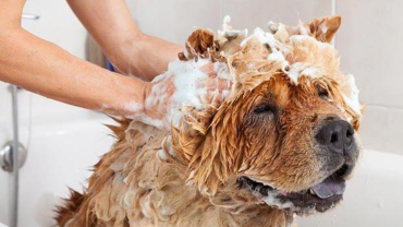 chó bị ghẻ có nên tắm