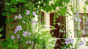 hoa dây leo có mùi thơm