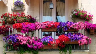 hoa trồng ban công chịu nắng