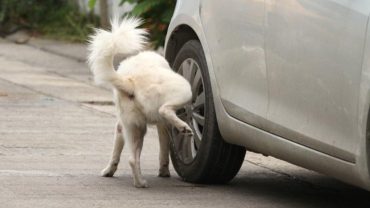 thuốc xua đuổi chó mèo chống phóng uế bừa bãi