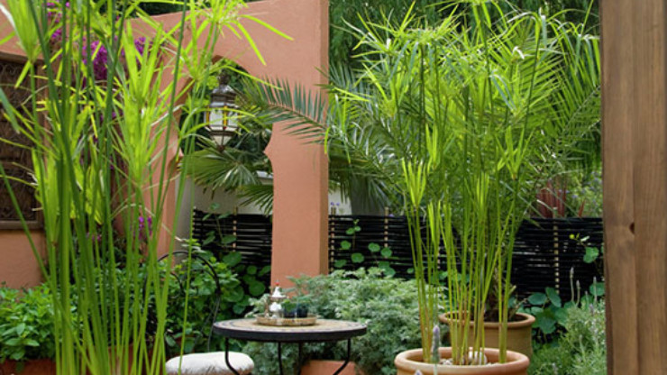 trồng trúc trong nhà