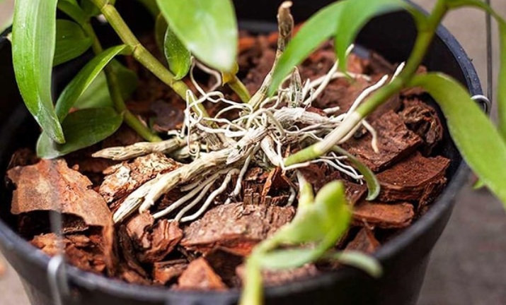 kỹ thuật nhân giống lan phi điệp