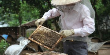 cách nuôi ong mật tại nhà